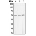 LifeSab™ CHRNA10 Rabbit pAb (50 µl)