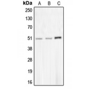 LifeSab™ CHRNA10 Rabbit pAb (50 µl)