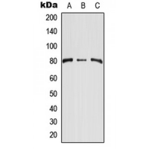 LifeSab™ CD248 Rabbit pAb (50 µl)