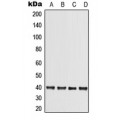 LifeSab™ TRIB3 Rabbit pAb (50 µl)