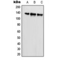 LifeSab™ SCAF1 Rabbit pAb (50 µl)