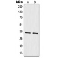 LifeSab™ MRPS35 Rabbit pAb (50 µl)