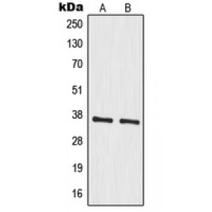 LifeSab™ MRPS35 Rabbit pAb (50 µl)