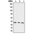 LifeSab™ MMP27 Rabbit pAb (50 µl)