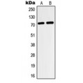 LifeSab™ HIF3 alpha Rabbit pAb (50 µl)