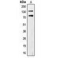 LifeSab™ CD318 (pY707) Rabbit pAb (50 µl)