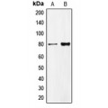 LifeSab™ CD318 Rabbit pAb (50 µl)