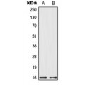LifeSab™ MRPL14 Rabbit pAb (50 µl)