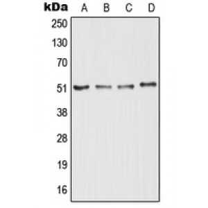 LifeSab™ RTN4R Rabbit pAb (50 µl)