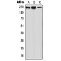 LifeSab™ WNK2 Rabbit pAb (50 µl)