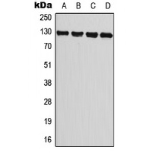 LifeSab™ TRPM8 Rabbit pAb (50 µl)