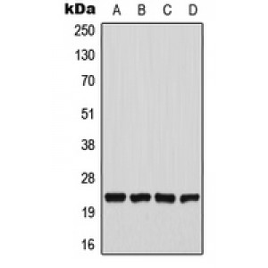 LifeSab™ CHAC1 Rabbit pAb (50 µl)