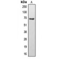 LifeSab™ EPS8L3 Rabbit pAb (50 µl)