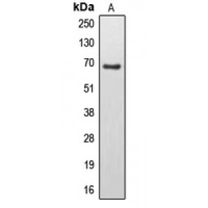LifeSab™ EPS8L3 Rabbit pAb (50 µl)
