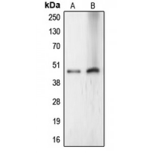 LifeSab™ LASS4 Rabbit pAb (50 µl)