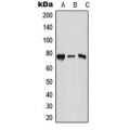 LifeSab™ RPAP3 Rabbit pAb (50 µl)