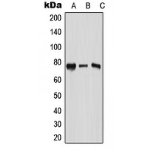 LifeSab™ RPAP3 Rabbit pAb (50 µl)