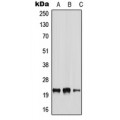 LifeSab™ NRSN2 Rabbit pAb (50 µl)