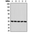 LifeSab™ PANK2 Rabbit pAb (50 µl)