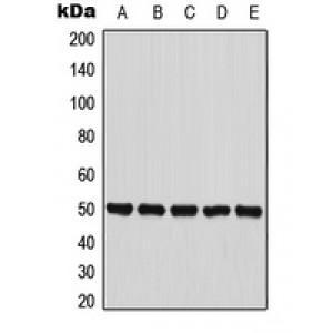 LifeSab™ PANK2 Rabbit pAb (50 µl)