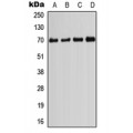 LifeSab™ PIF1 Rabbit pAb (50 µl)