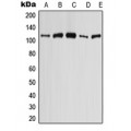 LifeSab™ AE4 Rabbit pAb (50 µl)