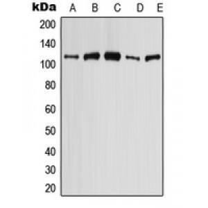 LifeSab™ AE4 Rabbit pAb (50 µl)
