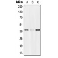 LifeSab™ GPR174 Rabbit pAb (50 µl)