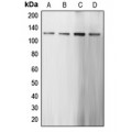 LifeSab™ CARD6 Rabbit pAb (50 µl)