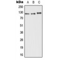 LifeSab™ ABCC11 Rabbit pAb (50 µl)
