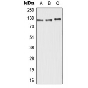 LifeSab™ ABCC11 Rabbit pAb (50 µl)