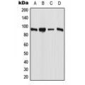 LifeSab™ ESCO1 Rabbit pAb (50 µl)