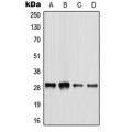 LifeSab™ BATF2 Rabbit pAb (50 µl)
