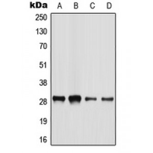 LifeSab™ BATF2 Rabbit pAb (50 µl)