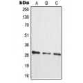 LifeSab™ MRPL10 Rabbit pAb (50 µl)