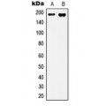 LifeSab™ IQGAP3 Rabbit pAb (50 µl)