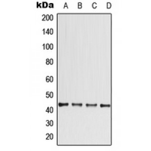 LifeSab™ CCBE1 Rabbit pAb (50 µl)
