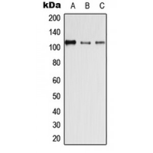 LifeSab™ Desmoglein 4 Rabbit pAb (50 µl)