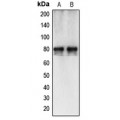 LifeSab™ Calpain 12 Rabbit pAb (50 µl)