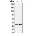 LifeSab™ PAI3 Rabbit pAb (50 µl)