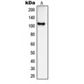 LifeSab™ SYNE3 Rabbit pAb (50 µl)
