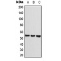 LifeSab™ CLEC14A Rabbit pAb (50 µl)