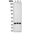 LifeSab™ MCT13 Rabbit pAb (50 µl)