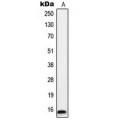LifeSab™ ORAOV1 Rabbit pAb (50 µl)