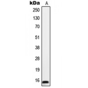 LifeSab™ ORAOV1 Rabbit pAb (50 µl)