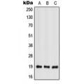 LifeSab™ IL-28A Rabbit pAb (50 µl)