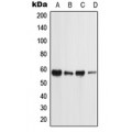 LifeSab™ PIGW Rabbit pAb (50 µl)