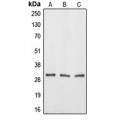 LifeSab™ Aquaporin 12A Rabbit pAb (50 µl)