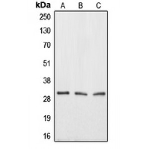 LifeSab™ Aquaporin 12A Rabbit pAb (50 µl)