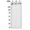 LifeSab™ ATM Rabbit pAb (50 µl)
